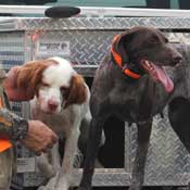 Hunting Dogs