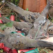 Quail Shooting