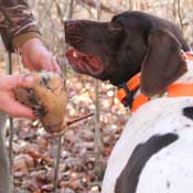 Dog holds bird